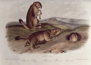 Piesek preriowy z „Cworonogów Ameryki Północnej”, 1842-5, (litografia) autorstwa John James Audubon