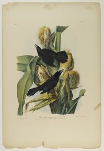 Purple Grackle lub Common Crow Blackbird, wydrukowane przez Juliena Biena i opublikowane przez Roe Lockwood & Son, 1861 (chromolitografia) autorstwa John James Audubon