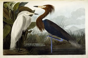 Czapla purpurowa, ok.1835 autorstwa John James Audubon