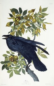 Kruk, autorstwa John James Audubon