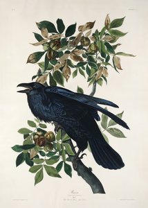 Kruk z albumu „Birds of America” (1827) autorstwa John James Audubon