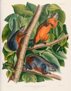 Wiewiórka czerwonobrzucha autorstwa John James Audubon