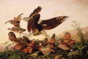 Jastrząb czerwonodzioby atakujący kuropatwy Bobwhite, 1827 autorstwa John James Audubon