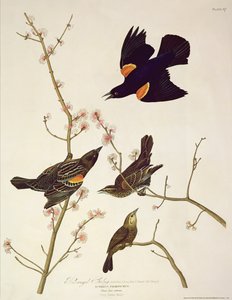 Czerwonoskrzydły szpak, z „Birds of America”, rycina Roberta Havella (1793-1878) opublikowana w 1820 r. autorstwa John James Audubon