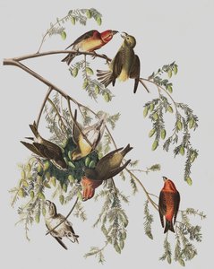 Krzyżodziób czerwony, Loxia Curvirostra, z „Ptaki Ameryki” Johna J. Audubona, wyd. 1827-38 autorstwa John James Audubon