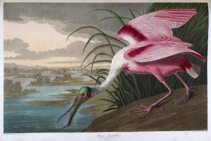 Warzęcha różana. Dorosły samiec autorstwa John James Audubon