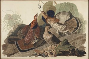 Cietrzew preriowy autorstwa John James Audubon
