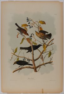 Rusty Grackle autorstwa John James Audubon