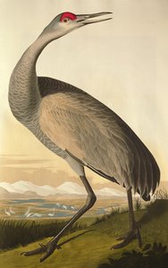 Żuraw kanadyjski, z „Ptaki Ameryki”, grawerowane przez Roberta Havella (1793-1878) 1835