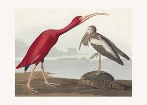 Ibis szkarłatny z książki „Ptaki Ameryki” (1827) autorstwa John James Audubon