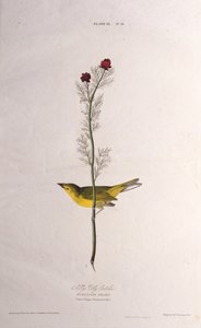 Łapacz much Selbysa. Z Ptaków Ameryki, 1827-1838. autorstwa John James Audubon
