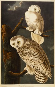 Śnieżna sowa autorstwa John James Audubon
