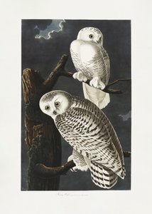 Sowa śnieżna z albumu „Birds of America” (1827) autorstwa John James Audubon