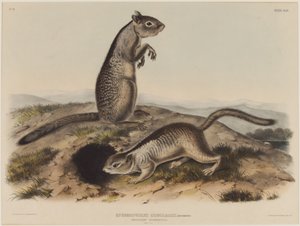 Spermophilus Douglassii (dwie wiewiórki Douglas) autorstwa John James Audubon