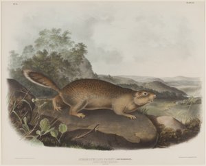 Spermophilus Parry (Parry kiaunė voverė)poli autorstwa John James Audubon
