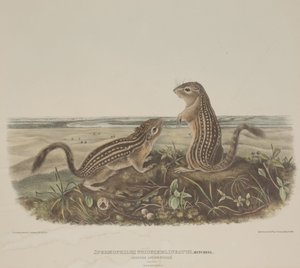 Spermophilus Tridecemlineatus (dwie lampartowe wiewiórki) autorstwa John James Audubon