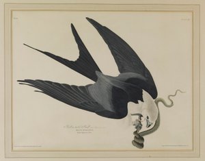 Kania jaskółcza autorstwa John James Audubon