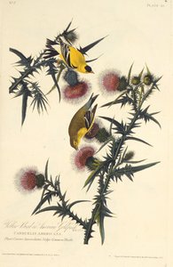 Szczygieł amerykański. Z Ptaków Ameryki, 1827-1838. autorstwa John James Audubon