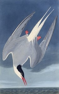 Rybitwa popielata. Z Ptaków Ameryki, 1827-1838. autorstwa John James Audubon