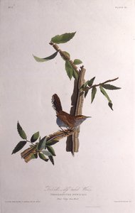 Strzyżyk Bewicków. Z Ptaków Ameryki, 1827-1838. autorstwa John James Audubon