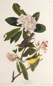 Lasówka kanadyjska. Z Ptaków Ameryki, 1827-1838. autorstwa John James Audubon