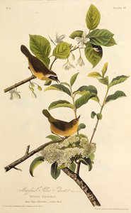 Żółcień z Marylandu. Z Ptaków Ameryki, 1827-1838. autorstwa John James Audubon