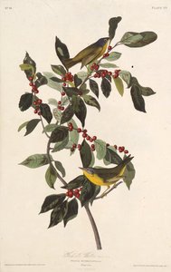 Gajówka z Nashville. Z Ptaków Ameryki, 1827-1838. autorstwa John James Audubon