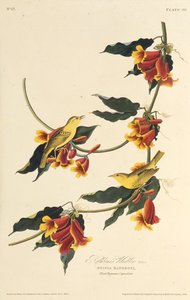 Pokrzewka Rathbone. Z Ptaków Ameryki, 1827-1838. autorstwa John James Audubon