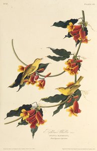 Pokrzewka Rathbone. Z Ptaków Ameryki, 1827-1838. autorstwa John James Audubon