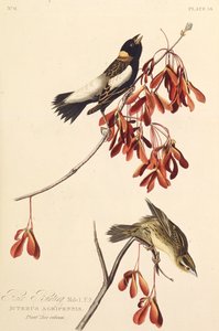 Ryżowy ptak. Z Ptaków Ameryki, 1827-1838. autorstwa John James Audubon