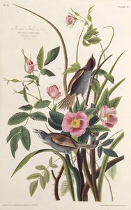 Dziwonia nadmorska. Z Ptaków Ameryki, 1827-1838. autorstwa John James Audubon