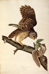 Sowa kreskowana. Z Ptaków Ameryki, 1827-1838. autorstwa John James Audubon