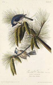 Sikorka czarnoczuba. Z Ptaków Ameryki, 1827-1838. autorstwa John James Audubon