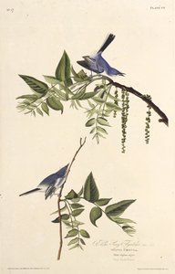 Niebieskoszary komarnik. Z Ptaków Ameryki, 1827-1838. autorstwa John James Audubon