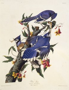 Niebieska sójka. Z Ptaków Ameryki, 1827-1838.