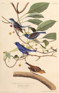 Indygoptaki. Z Ptaków Ameryki, 1827-1838. autorstwa John James Audubon