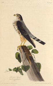 Merlina. Z Ptaków Ameryki, 1827-1838. autorstwa John James Audubon