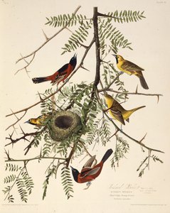 Wilga sadowa. Z Ptaków Ameryki, 1827-1838. autorstwa John James Audubon