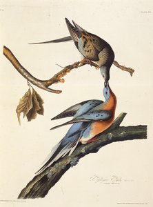 Gołąb wędrowny. Z Ptaków Ameryki, 1827-1838. autorstwa John James Audubon