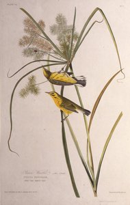 Lasówka preriowa. Z Ptaków Ameryki, 1827-1838. autorstwa John James Audubon