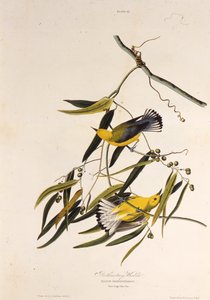 Gajówka protonotarna. Z Ptaków Ameryki, 1827-1838. autorstwa John James Audubon