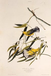 Gajówka protonotarna. Z Ptaków Ameryki, 1827-1838. autorstwa John James Audubon