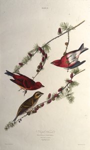 Fioletowy zięba. Z Ptaków Ameryki, 1827-1838. autorstwa John James Audubon