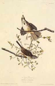 Wróbel pieśni. Z Ptaków Ameryki, 1827-1838. autorstwa John James Audubon