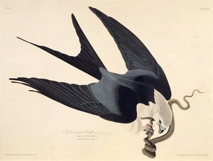 Latawiec z pazurem. Z Ptaków Ameryki, 1827-1838. autorstwa John James Audubon