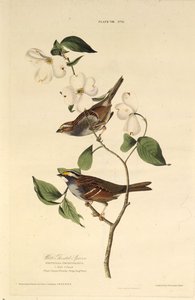 Wróbel białogardły. Z Ptaków Ameryki, 1827-1838. autorstwa John James Audubon