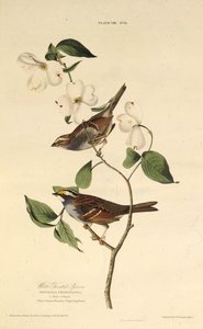 Wróbel białogardły. Z Ptaków Ameryki, 1827-1838. autorstwa John James Audubon