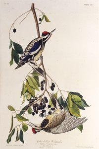 żółtobrzuchy. Z Ptaków Ameryki, 1827-1838. autorstwa John James Audubon
