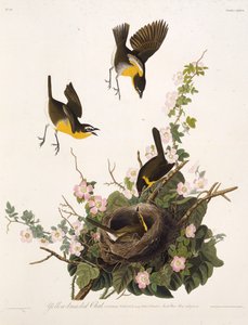 Pogawędka o żółtych piersiach. Z Ptaków Ameryki, 1827-1838. autorstwa John James Audubon