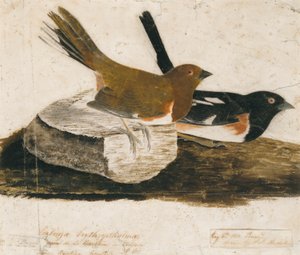 Płochacz halny autorstwa John James Audubon